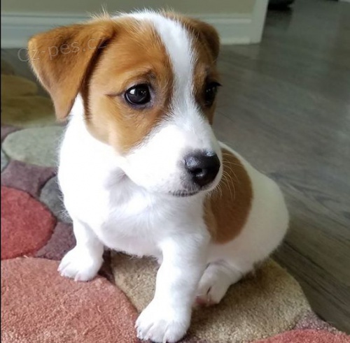 úžasná a zdravá štěňátka jack russella k adopci