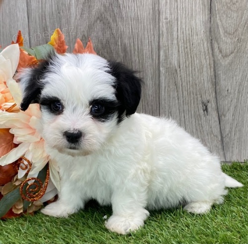Prodám roztomilá a zdravá štěňata havanese.
