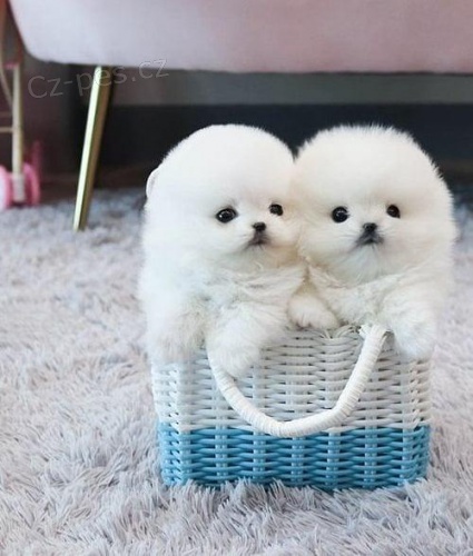 Krásná pomeranská štěňátka.