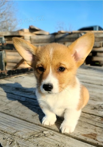 Vynikající štěňata Welsh Pembroke Corgi