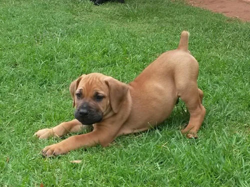 Krsn ttka boerboel.