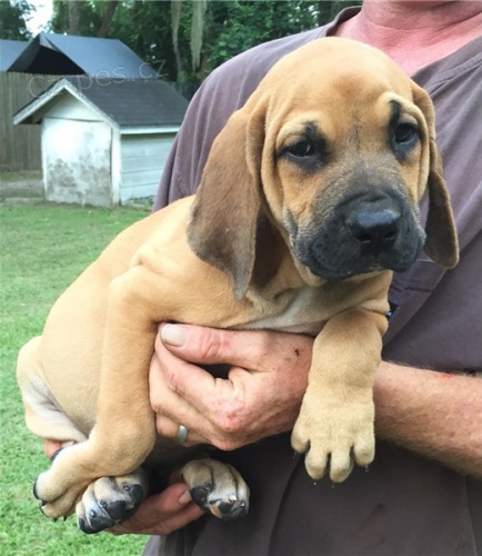 tata Fila Brasileiro