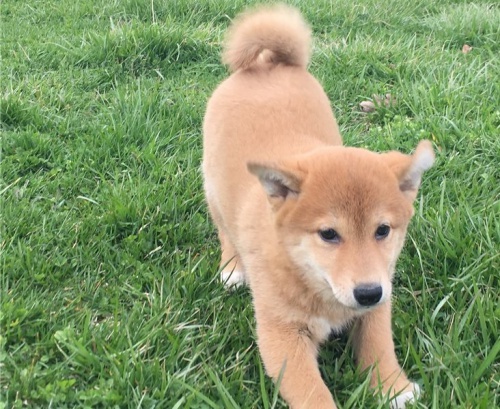 tata shiba inu