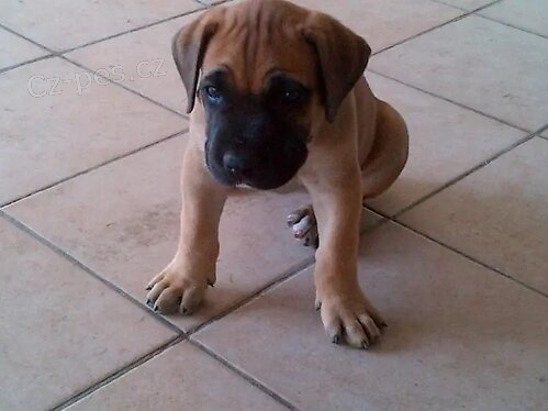 Krásná štěňátka Boerboel.
