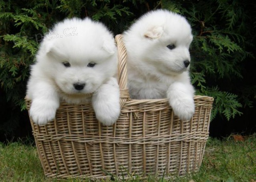Nočník trénoval Samoyed štěňata.