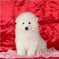 Sněhurka Samoyed štěňata.