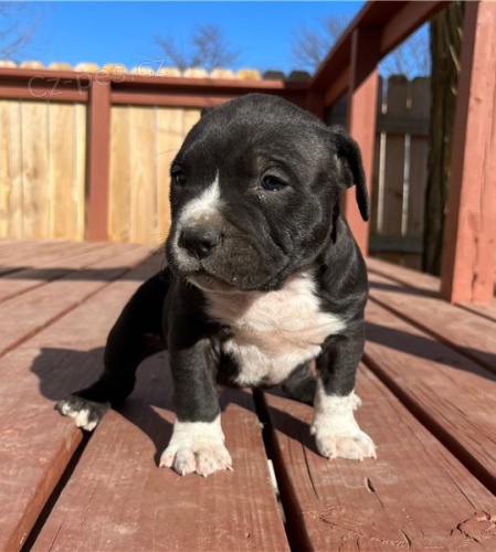 Americký pitbulteriér