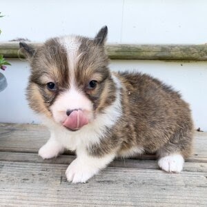 �t�n� Pembroke Welsh Corgi