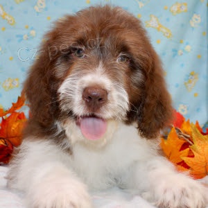 Prod�m �t�n� australsk�ho ov��ka