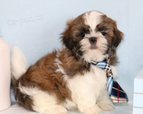 štěňata Shih-Tzu k dispozici