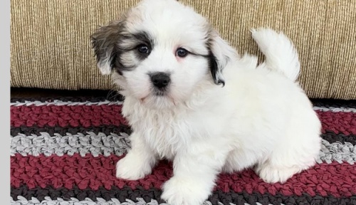 tata Coton de Tulear k dispozici