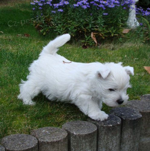 West Highland Terrier mini štěňata ochotná mít nové domovy