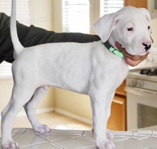 Štěňata argentinské doga k adopci.