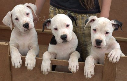 očkovaná štěňata amerického buldoka k adopci
