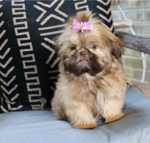 ڞasn tata (shih tzu