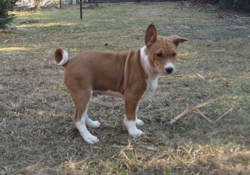 2 Basenji loveck tata muzy a zeni