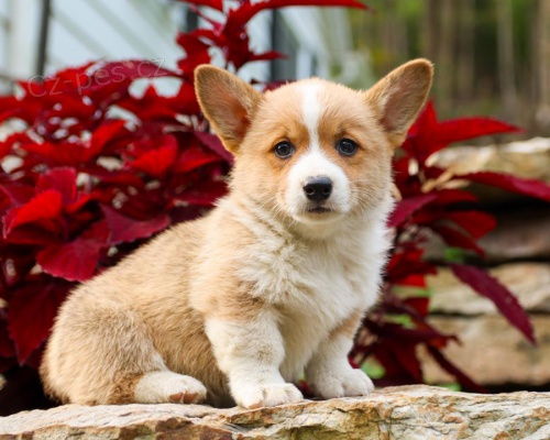 štěňata Welsh corgi pembroke k dispozici