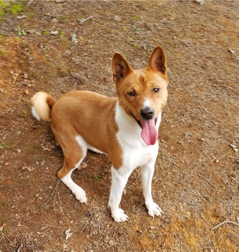 super Basenji tata