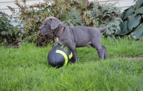 Italiano Cane Corso tata.