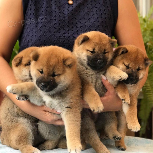 Štěňata Super Shiba Inu jsou nyní k dispozici