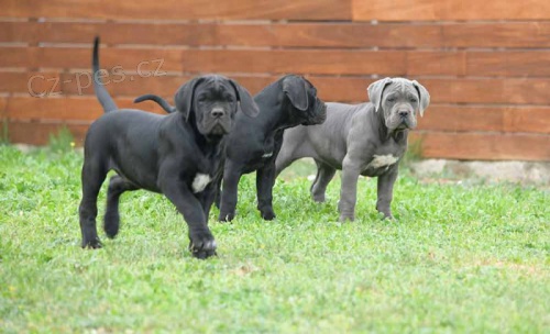 K dispozici tata Cane Corso