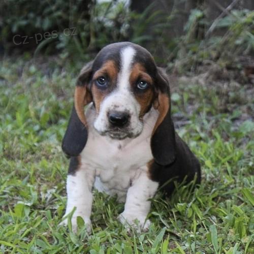 tata Basset Hound.