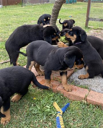 Štěňata rottweilerů.