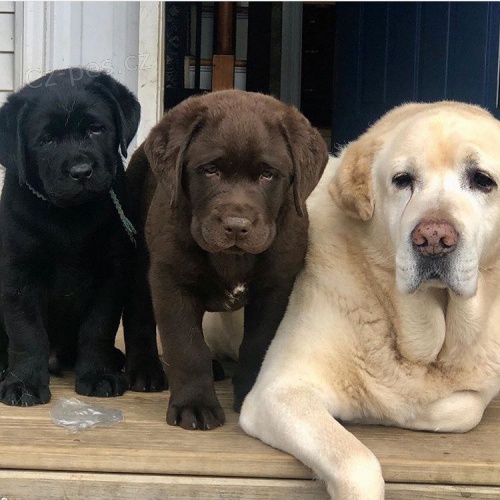 Štěňata labradorského retrívra k adopci.