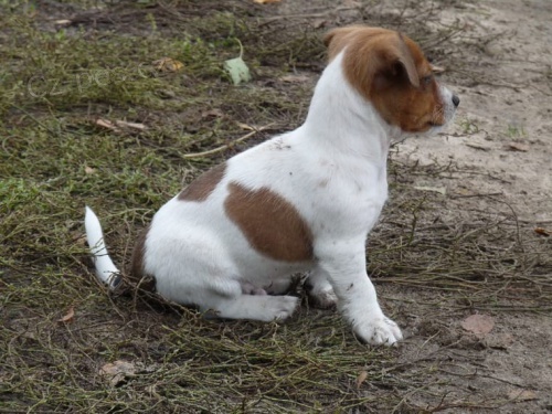 Štěňata Jack Russell Terrier zoufale touží po nových rodičích