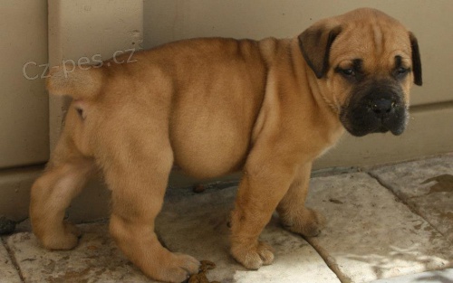 bursky Buldok , boerboel boerboel  boerboel  boerboel