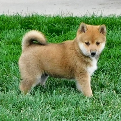 Prodám zdravá a očkovaná štěňata shiba inu