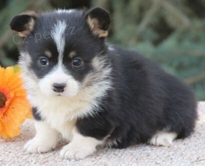 Prodm tata Pembroke Welsh Corgi.