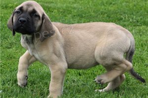 Bullmastiff tata.