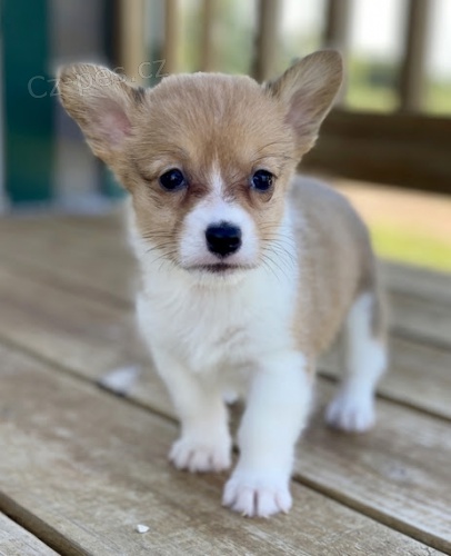 Prodm okovan mini tata Pembroke Welsh Corgi.