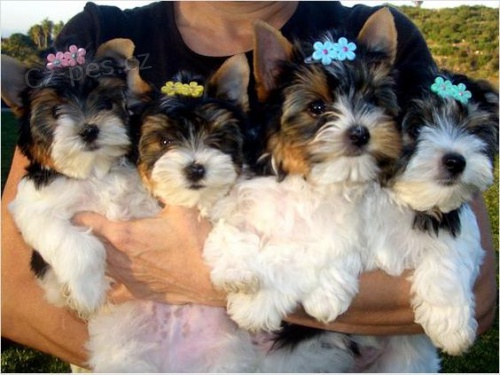 mini tata biewer yorkie k adopci.