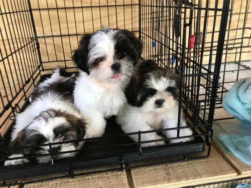 Prodám štěňata shih tzu