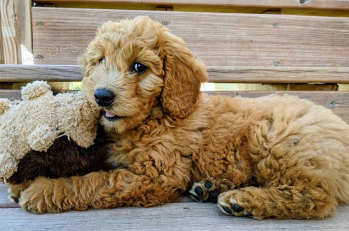 Goldendoodle štěňata