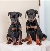 Štěňata dobermanů.