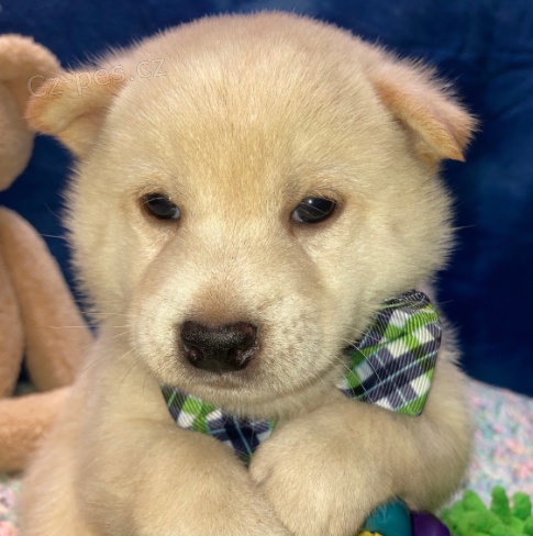 Roztomilá štěňátka Shiba Inu jsou připravena k adopci.