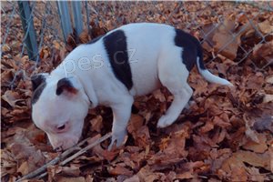 Vycvien tata Staffordshire Bullterrier.