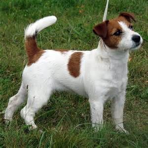 Prodám štěňata jack russella.