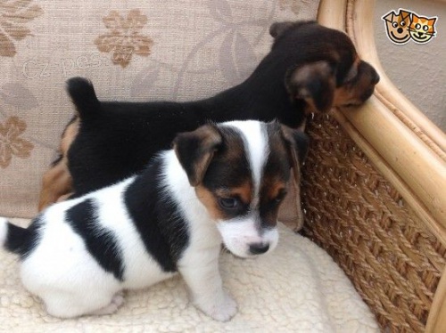 Prodám štěňata jack russella.