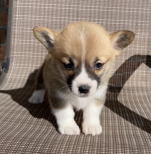 Prodám štěňata Pembroke Welsh Corgi.