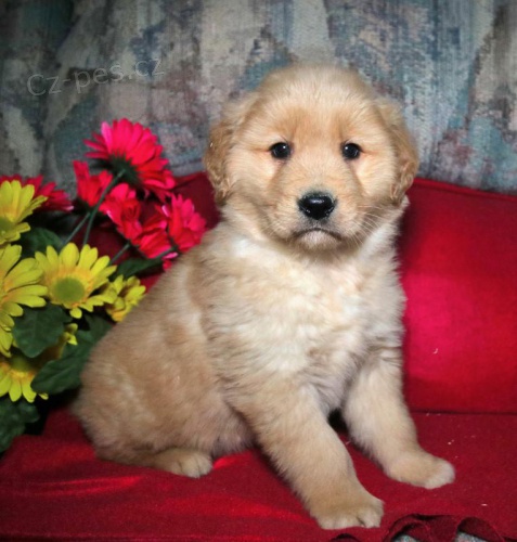 štěňata Zlatý retriever k dispozici
