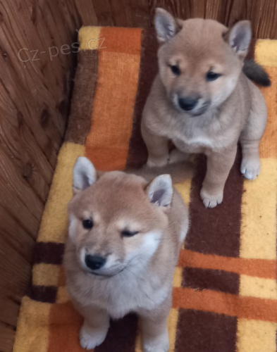 Nabízím štěňata shiba inu