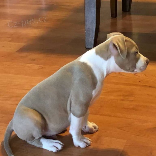 Štěňata Pitbull.