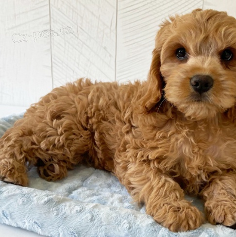 Štěňata Cavapoo jsou připravena k prodeji