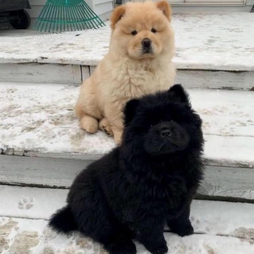 Chow Chow štěňata.