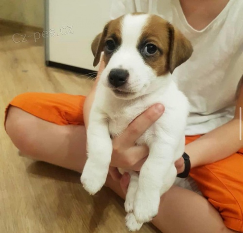 Sladk tata Jack Russell.