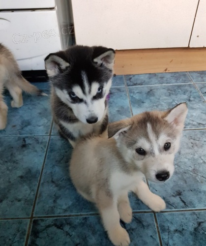 sibiřský husky s krásnýma modrýma očima k adopci.